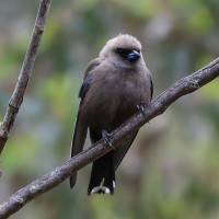 Dusky Woodswallow